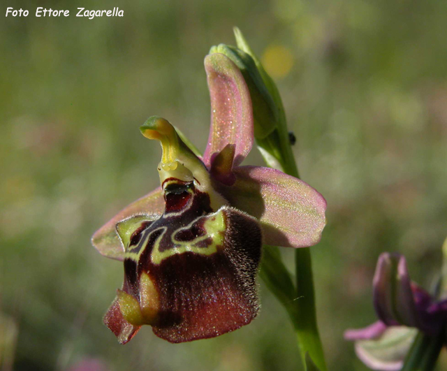 SICILIA - Pantalica - bellissima  O. oxyrrhynchos scura